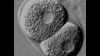 Youtube · C. elegans early cell divisions Thumbnail