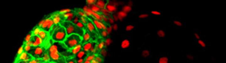 The roles of hematopoietic lineage cells in cardiac repair The roles of hematopoietic lineage cells in cardiac repair