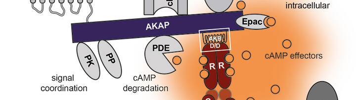 Model of cAMP signaling microdomain