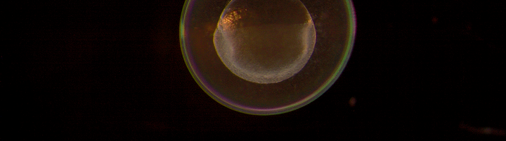 One-cell zebrafish embryo