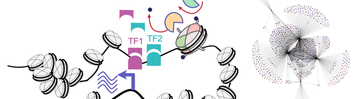 chromatin transcription factors and gene regulatory networks
