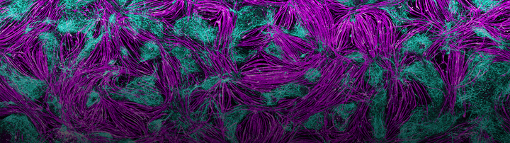Zellbild in magenta und cyan