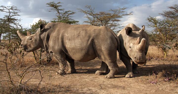norther rhino: Najin and Fatu