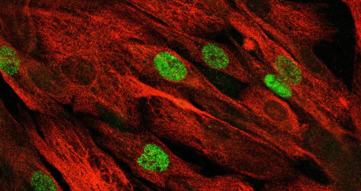 microscopic image of muscle stem cells
