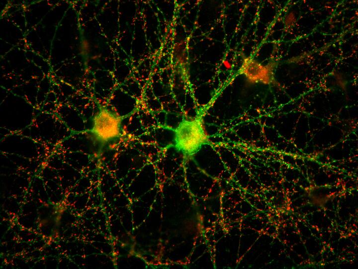 Ein neuronales Netzwerk aus zwei Nervenzellen in der Petrischale