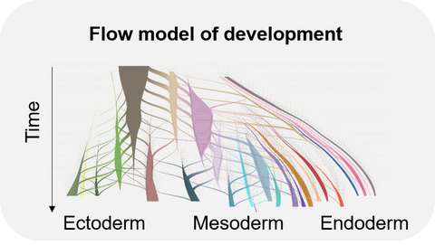 Flow model of development: Ectoderm, mesoderm and endoderm through time
