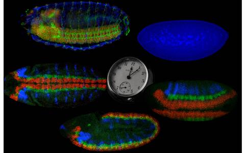 A fruit fly embryo changes drastically in only about twelve hours