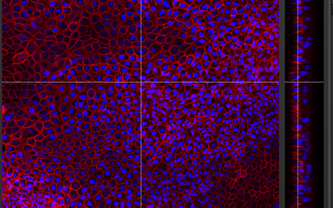 Orthogonal views of colonic epithelia with cell junctions labelled in red and nuclei in blue