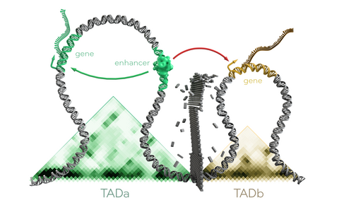 Topologically Associating Domains (TADs)