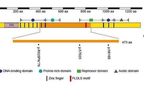 Fig 3. Mutations reside within the genomic sequence of exon 9 of PRDM16 in patients with LVNC