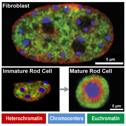 Immunofluorescence show unique heterochromatin in mouse