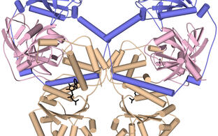 Structure model of the new protein complex