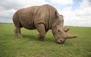 The Northern White Rhino Fatu is one of the last two remaining females of their species