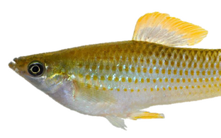 poecilia fish