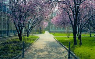 Blühende Bäume vor der Bibliothek 
