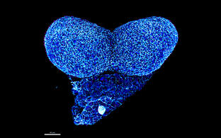 AGHammes_whole mount mouse embryo