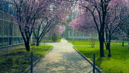 Blühende Bäume vor der Bibliothek 