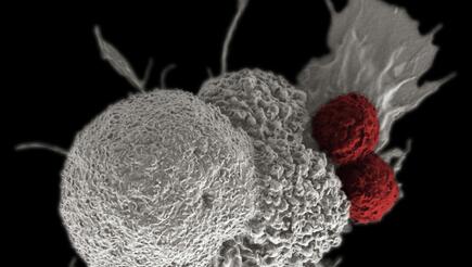 T-cells (highlighted red) attacking a cancer cell